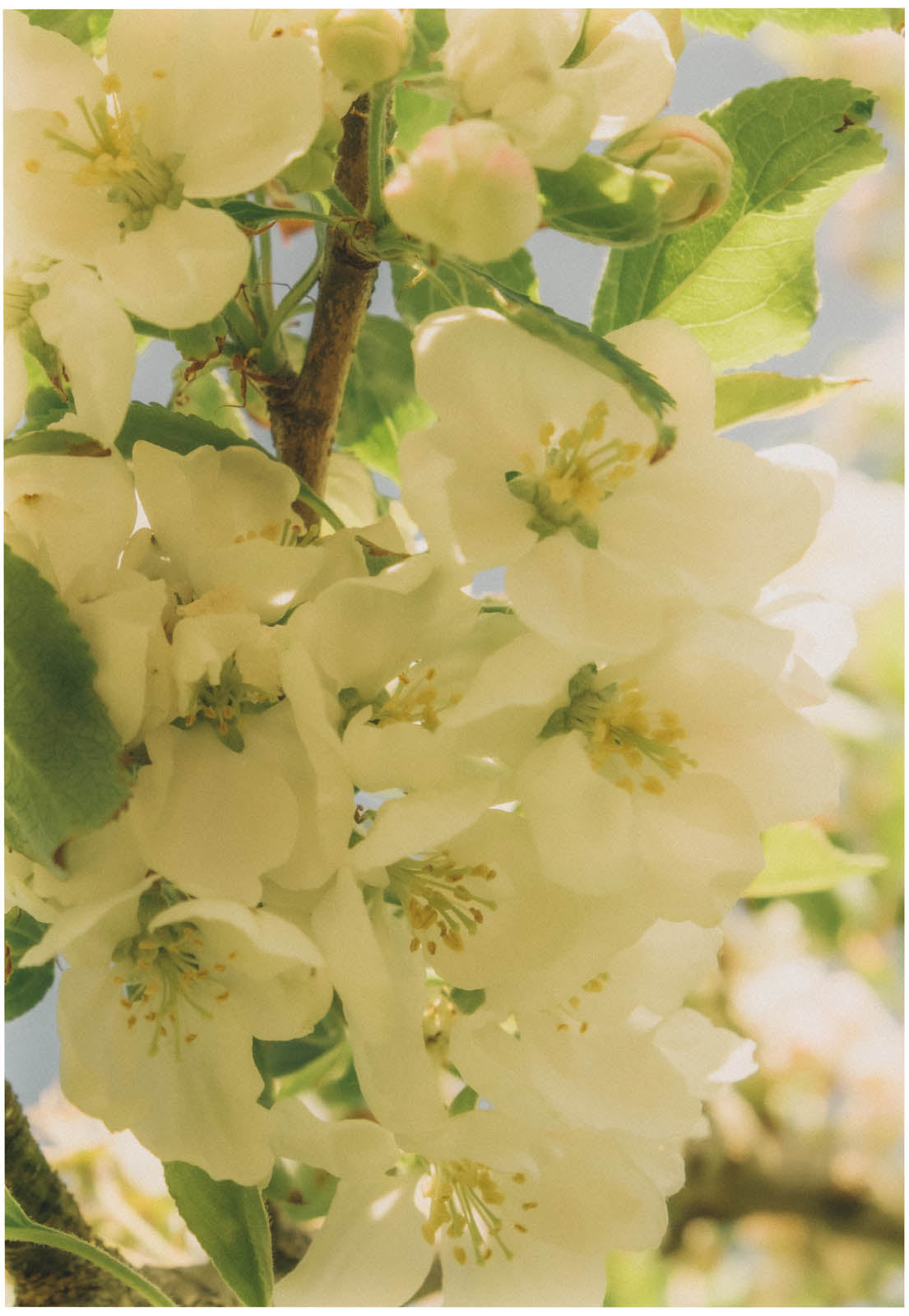 Pale apple blossom in spring light